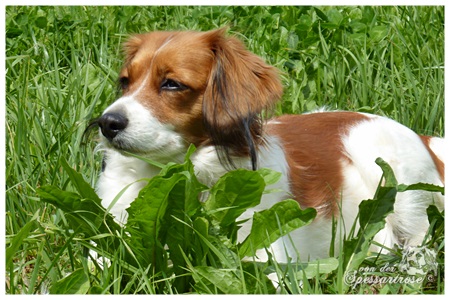 Kooikerhondje von der Spessartrose