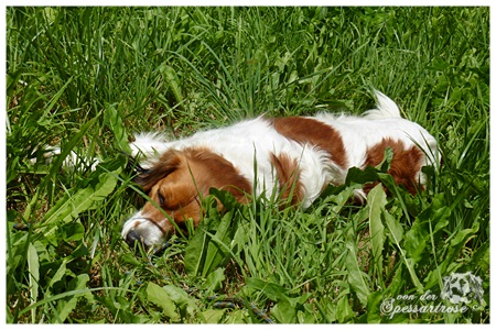 Kooikerhondje von der Spessartrose