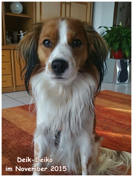 Kooikerhondje von der Spessartrose