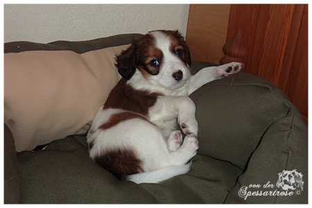 Kooikerhondje von der Spessartrose