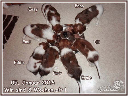 Kooikerhondje von der Spessartrose