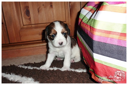 Kooikerhondje von der Spessartrose