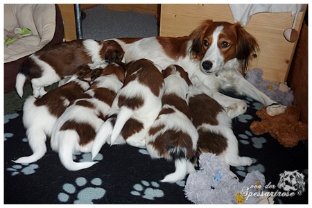 Kooikerhondje von der Spessartrose