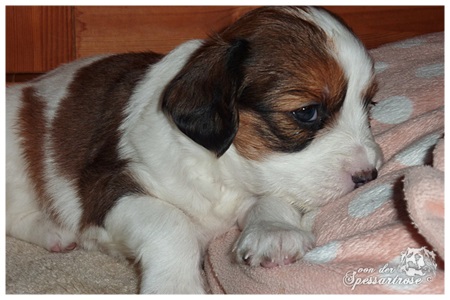 Kooikerhondje von der Spessartrose