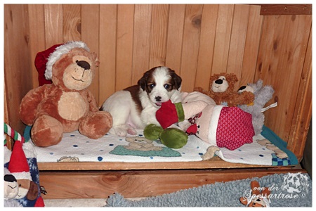 Kooikerhondje von der Spessartrose