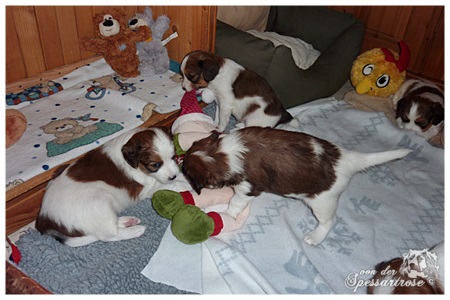 Kooikerhondje von der Spessartrose