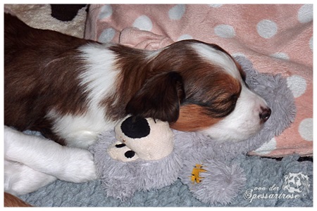 Kooikerhondje von der Spessartrose