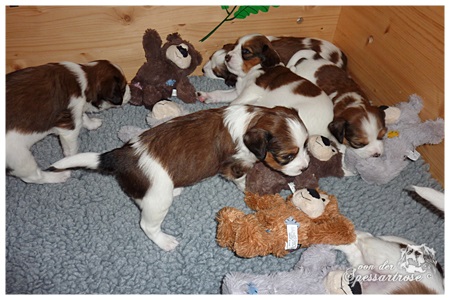 Kooikerhondje von der Spessartrose