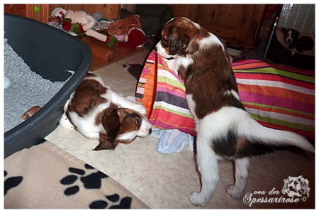 Kooikerhondje von der Spessartrose