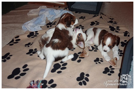 Kooikerhondje von der Spessartrose