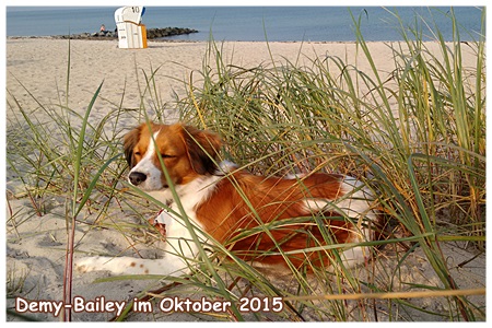 Kooikerhondje von der Spessartrose