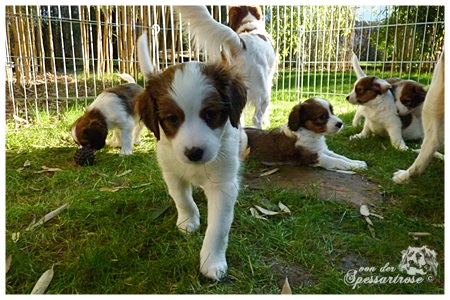 Kooikerhondje von der Spessartrose