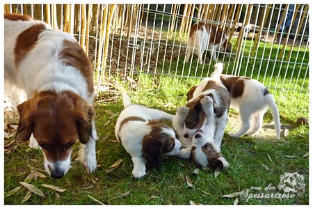 Kooikerhondje von der Spessartrose