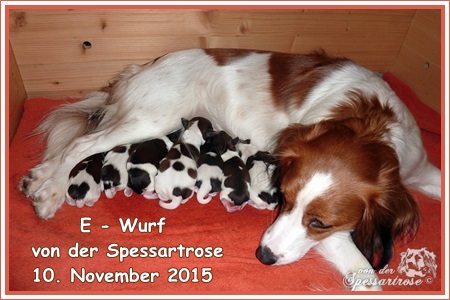 Kooikerhondje von der Spessartrose