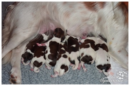 Kooikerhondje von der Spessartrose