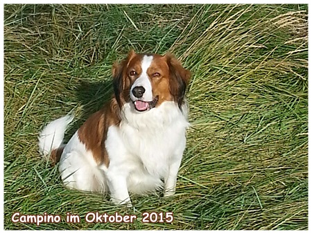 Kooikerhondje von der Spessartrose