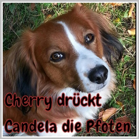 Kooikerhondje von der Spessartrose