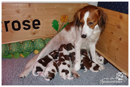 Kooikerhondje von der Spessartrose