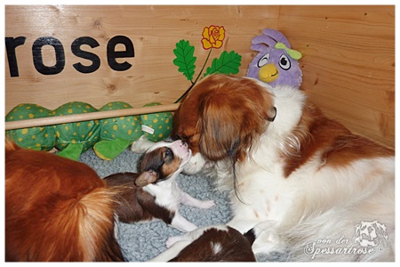 Kooikerhondje von der Spessartrose