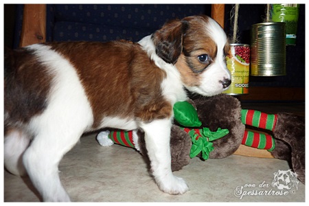 Kooikerhondje von der Spessartrose