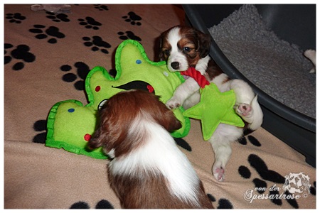 Kooikerhondje von der Spessartrose