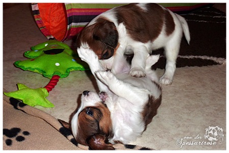 Kooikerhondje von der Spessartrose