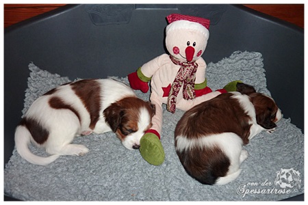 Kooikerhondje von der Spessartrose