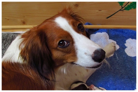 Kooikerhondje von der Spessartrose