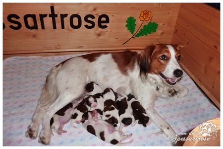 Kooikerhondje von der Spessartrose