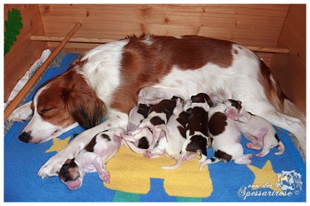 Kooikerhondje von der Spessartrose