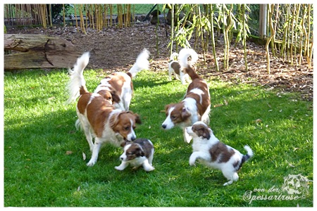 Kooikerhondje von der Spessartrose