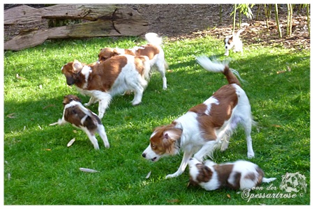 Kooikerhondje von der Spessartrose