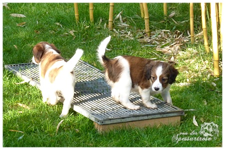 Kooikerhondje von der Spessartrose