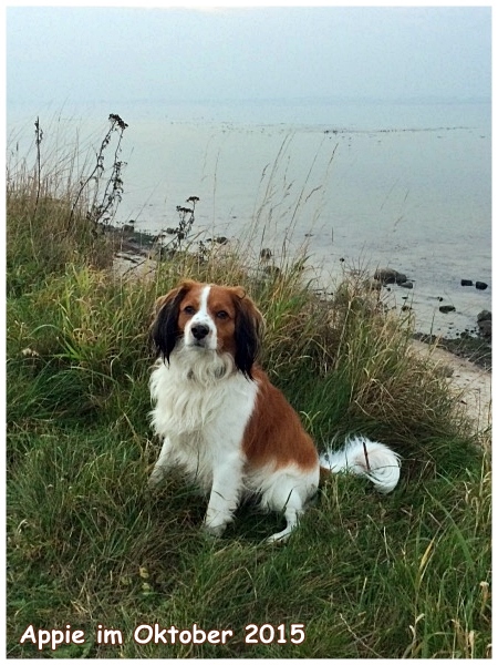 Kooikerhondje von der Spessartrose