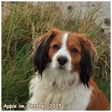 Kooikerhondje von der Spessartrose