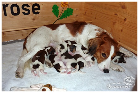 Kooikerhondje von der Spessartrose