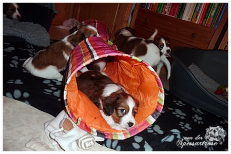 Kooikerhondje von der Spessartrose