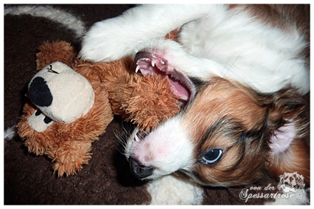 Kooikerhondje von der Spessartrose