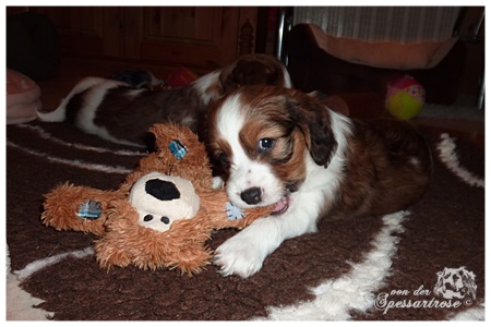 Kooikerhondje von der Spessartrose