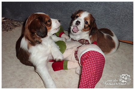 Kooikerhondje von der Spessartrose