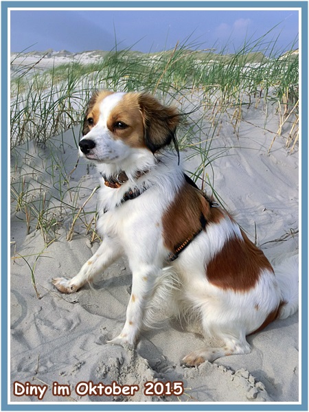 Kooikerhondje von der Spessartrose