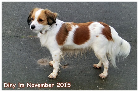 Kooikerhondje von der Spessartrose