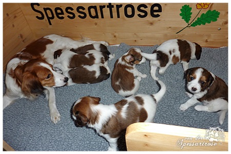 Kooikerhondje von der Spessartrose