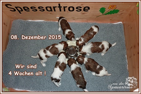 Kooikerhondje von der Spessartrose