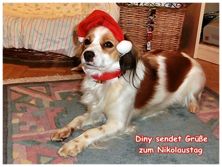 Kooikerhondje von der Spessartrose