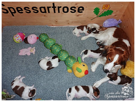 Kooikerhondje von der Spessartrose