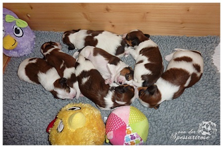 Kooikerhondje von der Spessartrose