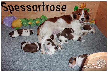 Kooikerhondje von der Spessartrose