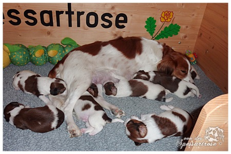 Kooikerhondje von der Spessartrose