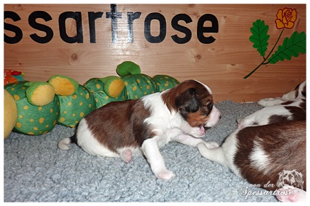 Kooikerhondje von der Spessartrose